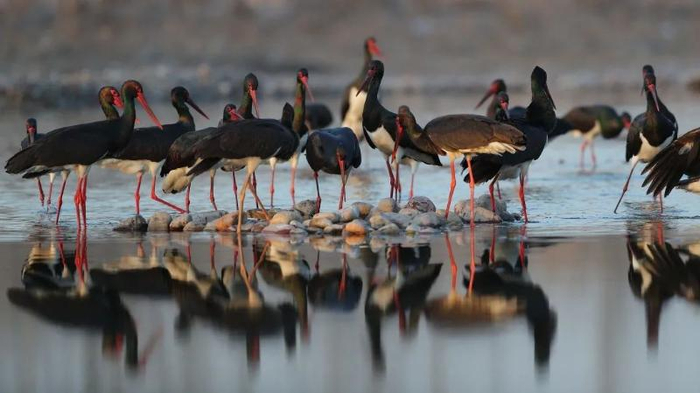 石家庄冶河湿地的黑鹳