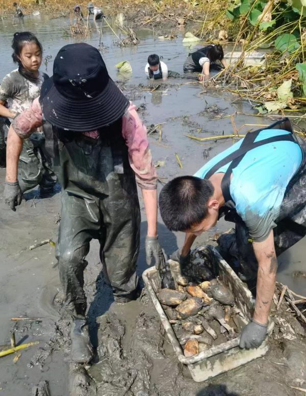 荷塘挖藕 常煜华 摄