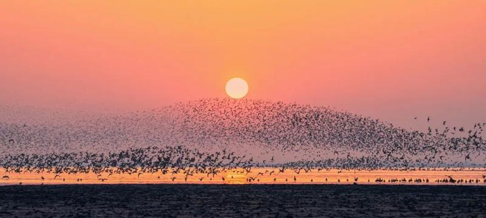 丹东鸭绿江口湿地鸟浪
