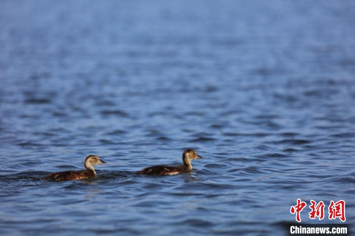 图为齐明拍摄的白洋淀里游弋的青头潜鸭雏鸟。齐明摄