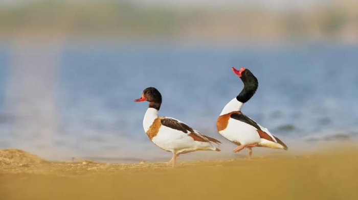 丹东鸭绿江口湿地翘鼻麻鸭