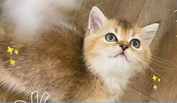 何燕猫舍内的金渐层。受访者供图