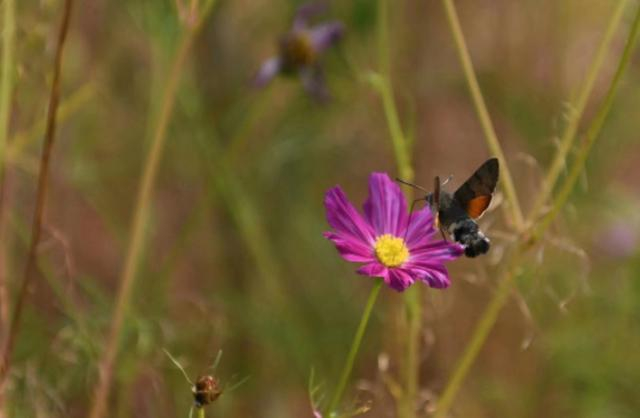 鲜花引来了一只采蜜的蜂鸟鹰蛾。新京报记者 王颖 摄