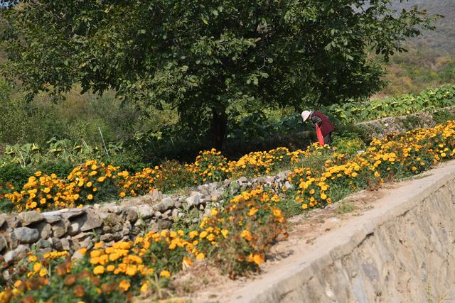 游客在花谷中赏花秋游。新京报记者 王颖 摄