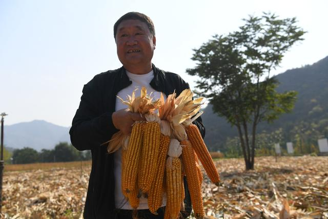 下清水村种植的玉米，是一种当地人称为“二黄棒”的老品种。新京报记者 王颖 摄