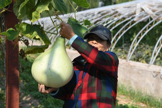 杨树梅正在采摘葫芦。新京报记者 王颖 摄