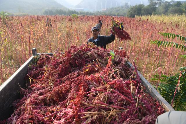 彩色藜麦是村里的特色农产品，既是景观植物也是经济作物。新京报记者 王颖 摄