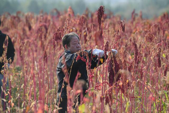 9月28日，村民王进军正在收藜麦。新京报记者 王颖 摄