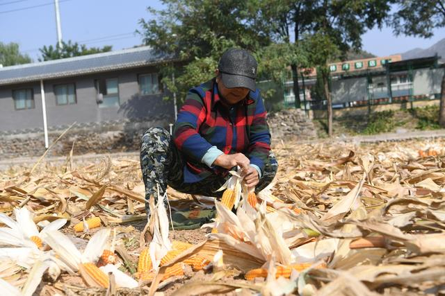 9月28日，杨树梅在自家的玉米地中收玉米。新京报记者 王颖 摄