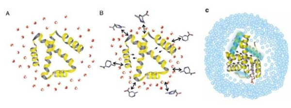 　　每个依克多因分子可络合4-5个水分子，起到保湿锁水功效