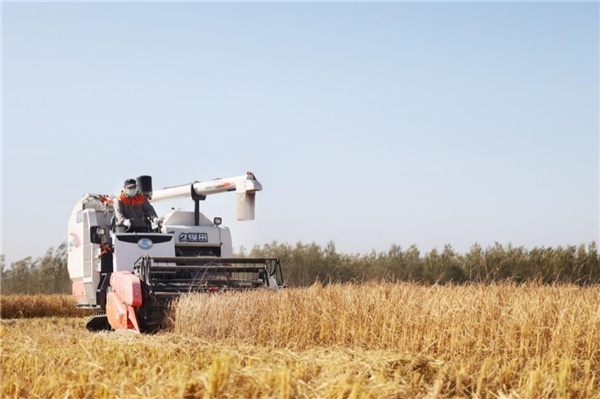 　　五常农民喜迎丰收