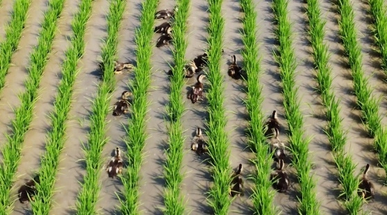 　　稻鸭共生有机种植模式，除草、除虫、肥田，环环相扣