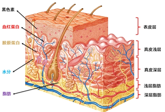 　　5大靶组织和皮层示意图
