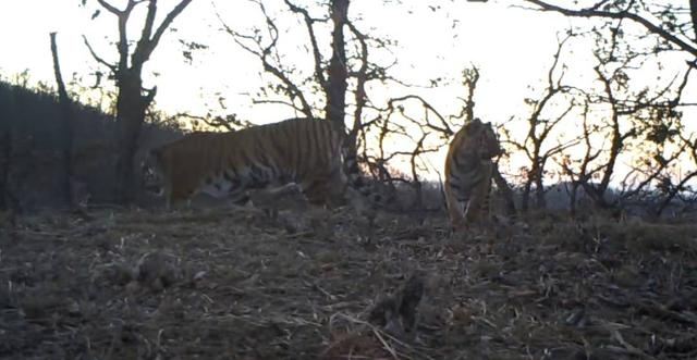 野外监控拍下“英雄虎妈”十月与第四胎幼虎  冯利民供图