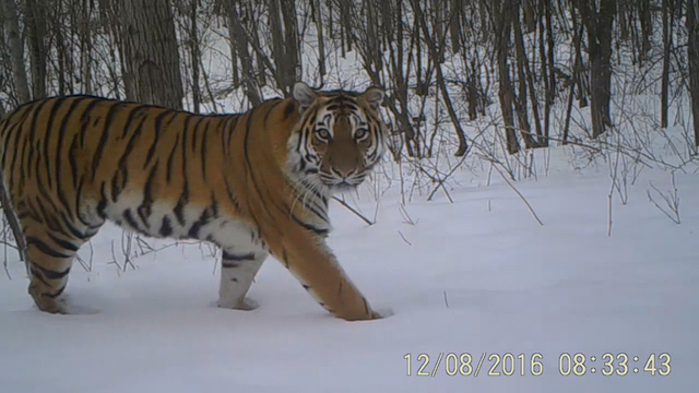 东北虎  冯利民供图