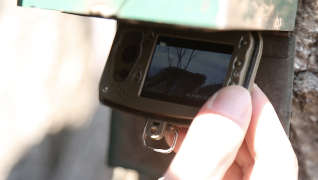 野外监控拍摄到东北豹 冯利民供图