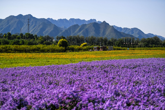 北京七孔桥紫色花海。