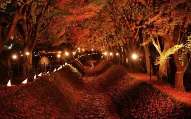 　　河口湖红叶回廊的夜间点灯