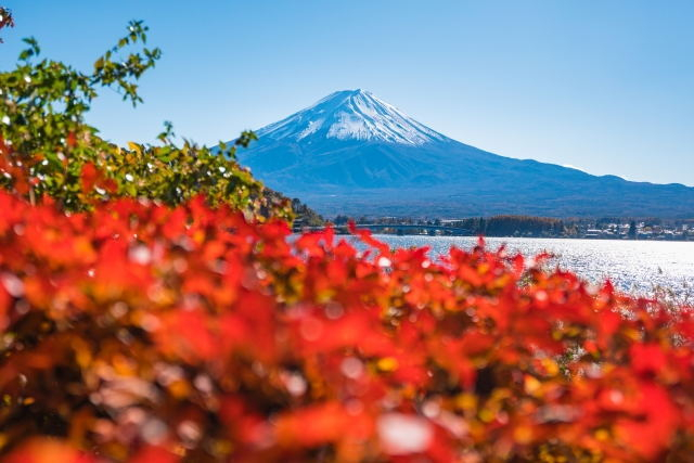 　　从河口湖畔看到的富士山与红叶