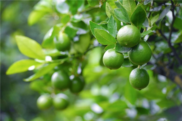 　　百威中国青柠园内硕果累累,四处洋溢着丰收的喜悦