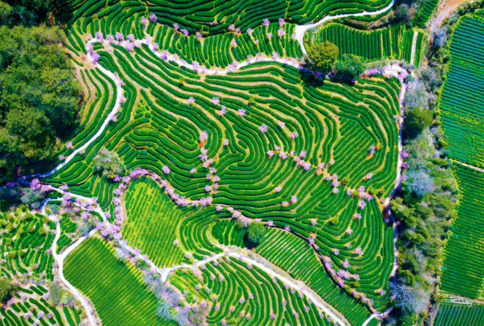 　　下图：燕子窠生态茶园©肖文凤摄影