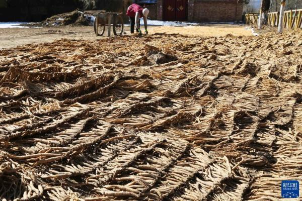 ▲资料图。甘肃省定西市漳县四族镇农民在晾晒党参。图/新华社