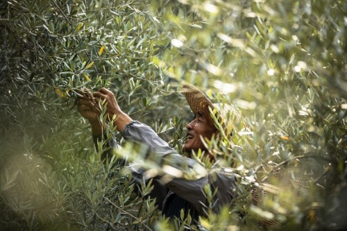 　　一叶子原料产地：陇南油橄榄