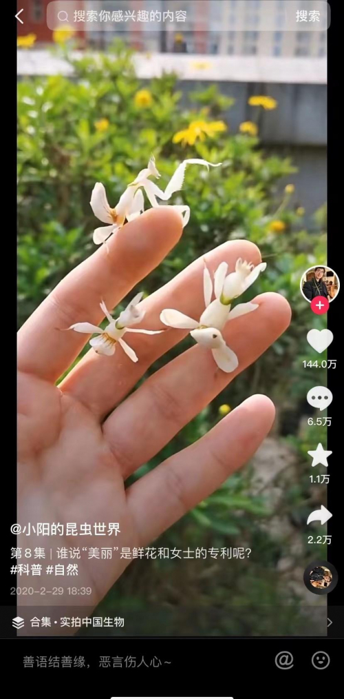 　　火“出圈”的兰花螳螂视频让网友惊叹昆虫的美