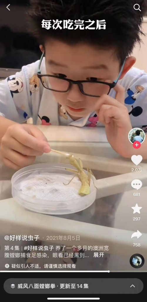 　　“好样说虫子”坚持给截肢了的澳洲宽腹螳螂喂食