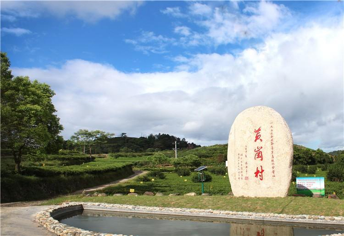 　　*誉达白茶黄岗村基地