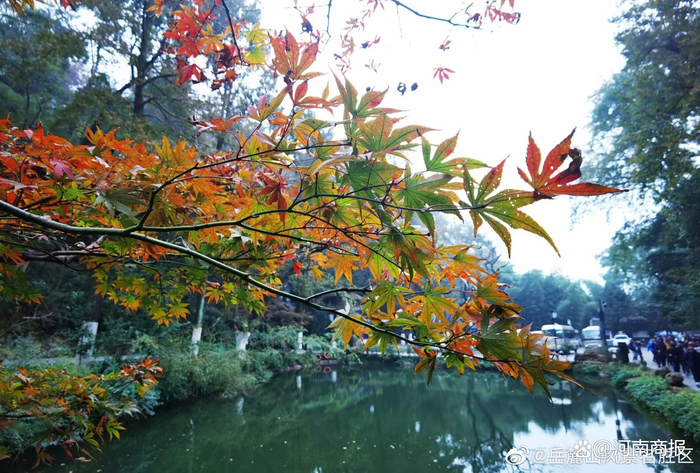 图片来源：岳麓山风景名胜区微博