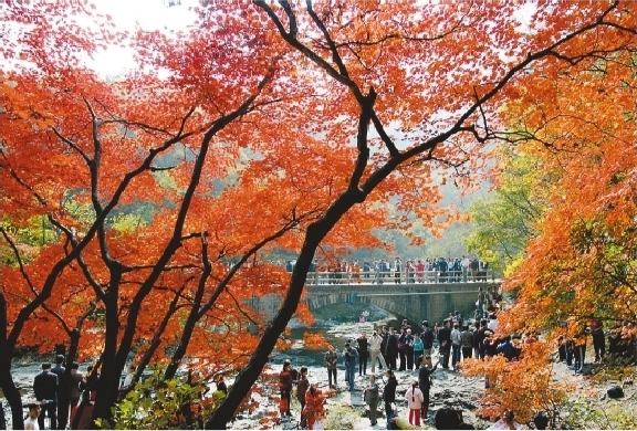         枫叶作为本溪县重要的风景旅游资源，多年来一直吸引着游客前来观赏。郭　韬　摄