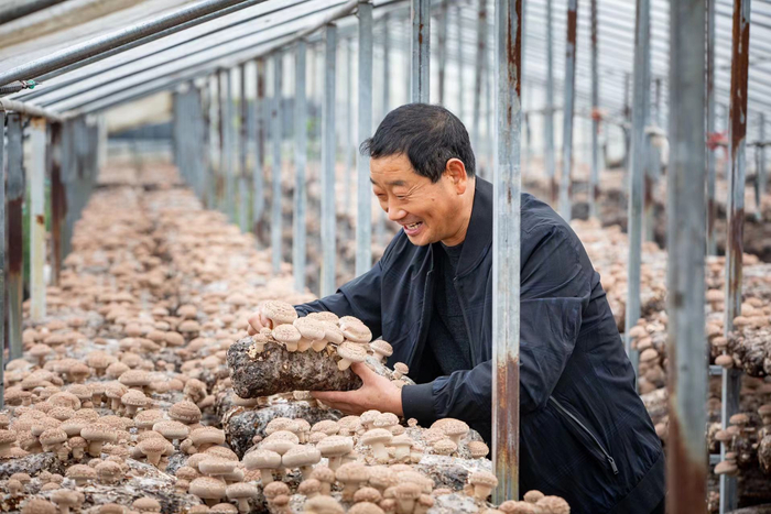 舞阳县文峰乡李斌庄村党支部书记张德山在查看香菇长势。陈帅鹏  摄