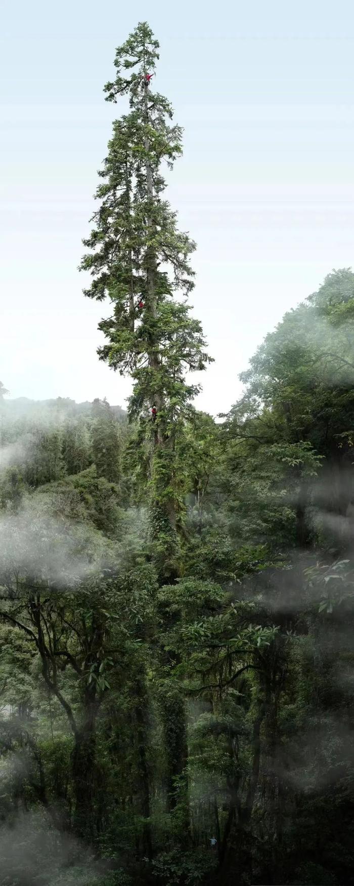 中国巨树云南黄果冷杉等身照，高度83.4米。摄影及合成：“野性中国”工作室