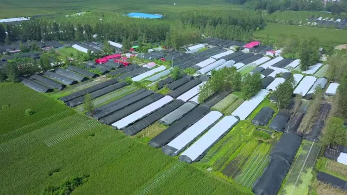 舞阳县文峰乡李斌庄村香菇种植大棚鸟瞰图。陈帅鹏  摄