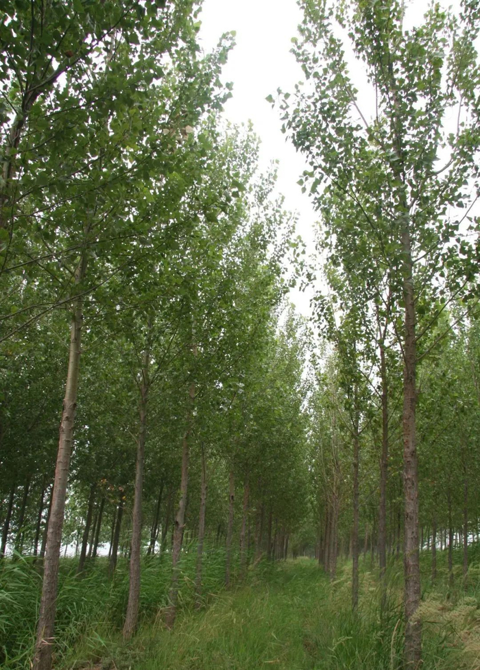 转基因多抗杨辽宁锦州试验林&nbsp;林业所供图