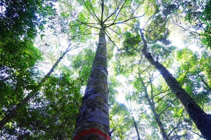 红椎大径材培育人工林&nbsp; 热林中心供图