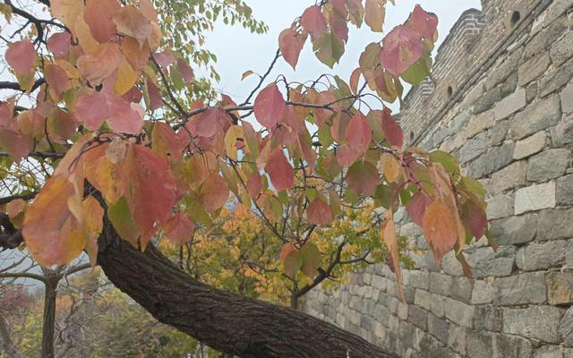 慕田峪长城旁边，这棵点缀了秋色的树木就是山杏。新京报记者 王颖 摄