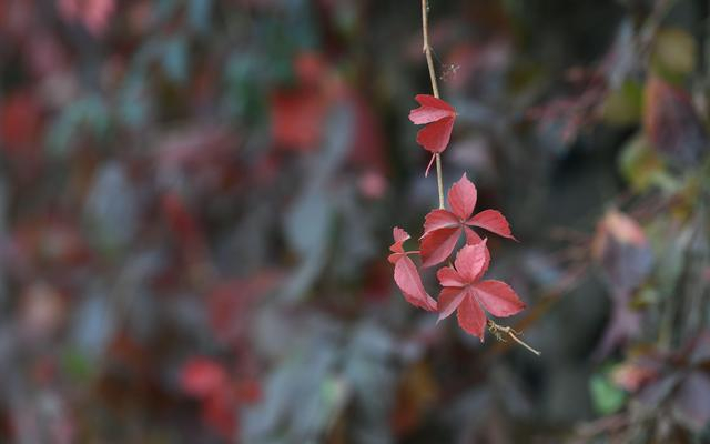 怀柔山路旁的红叶。新京报记者 王颖 摄