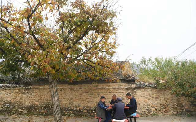 怀柔田仙峪村，村里的柿子树已经泛黄，几名村名坐在树下的桌椅上。新京报记者 王颖 摄