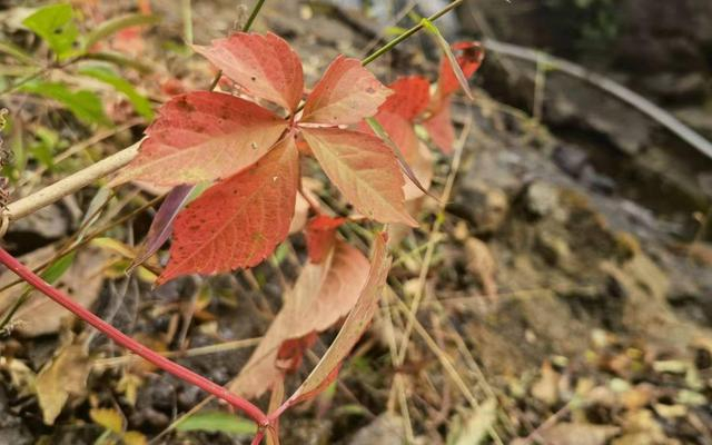 怀柔山路旁，五叶地锦也逐渐变红了。新京报记者 王颖 摄