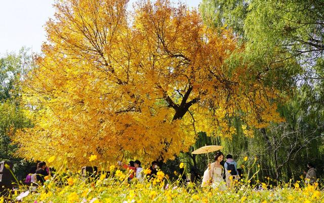 奥林匹克森林公园，十月底已是一片金黄。新京报记者 王飞 摄