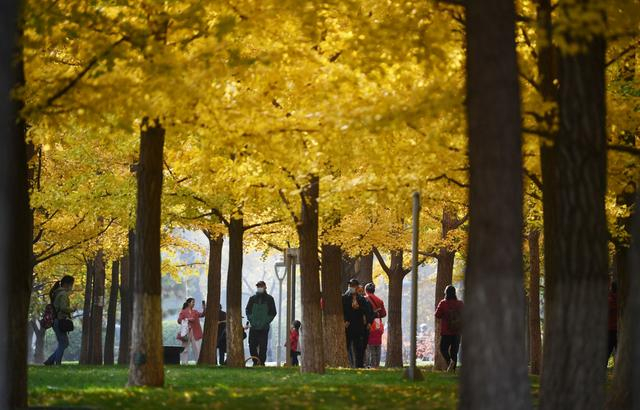 2021年11月，地坛公园银杏林。资料图片/新京报记者 李木易 摄