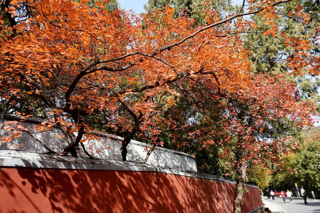 北京潭柘寺秋景。图/IC photo