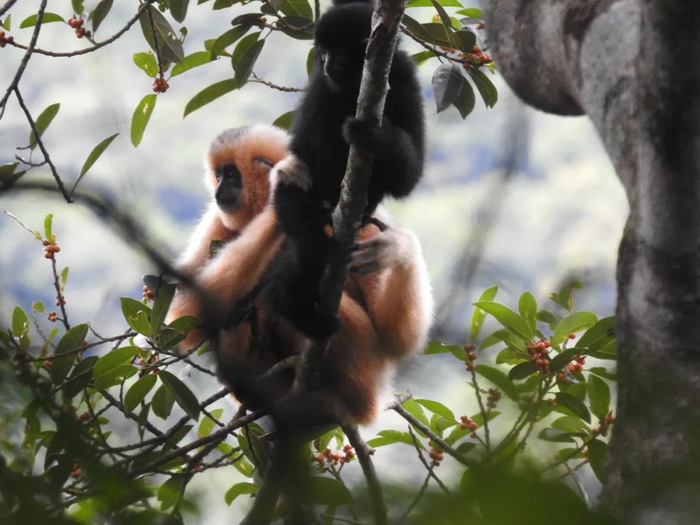  海南长臂猿母子（喻佳摄于海南热带雨林国家公园）