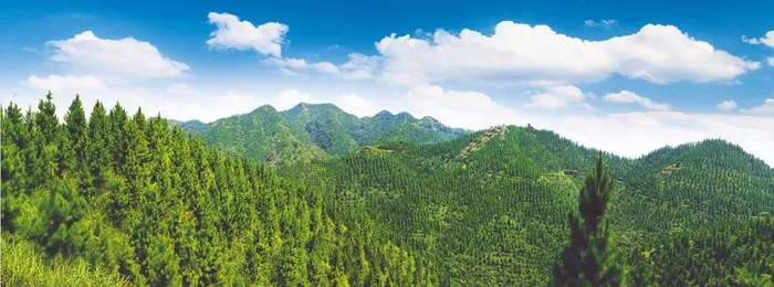 马尾松二代良种示范林&nbsp;亚林所供图