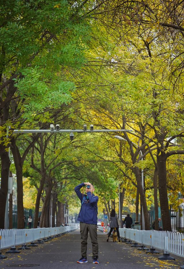 2022年10月20日，三里屯西五街，一位市民在拍摄黄叶。新京报记者 薛珺 摄