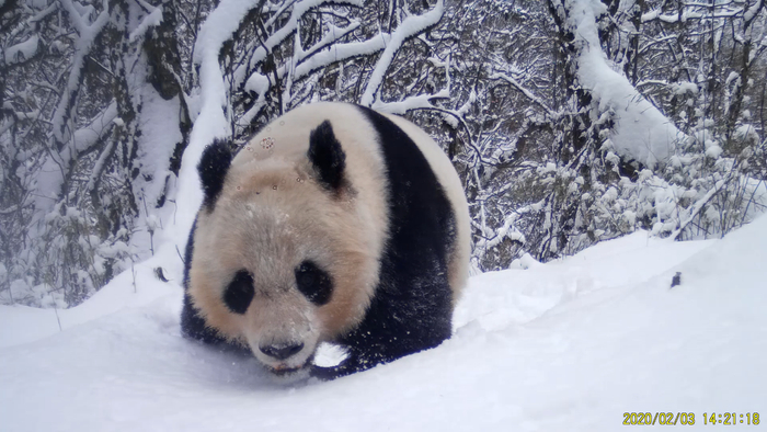 四川雪宝顶国家级自然保护区红外相机拍摄的大熊猫&nbsp;刘芳提供