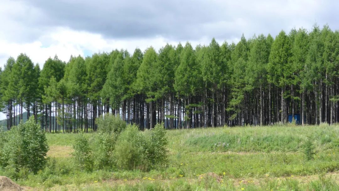 落叶松人工林&nbsp;林业所供图