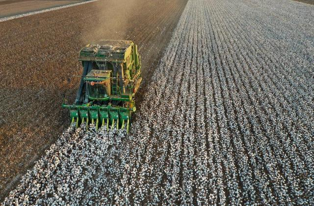 采棉机在新疆生产建设兵团第六师105团五连的棉田里进行采棉作业（10月13日摄，无人机照片）。新华社发（王雅雯 摄）